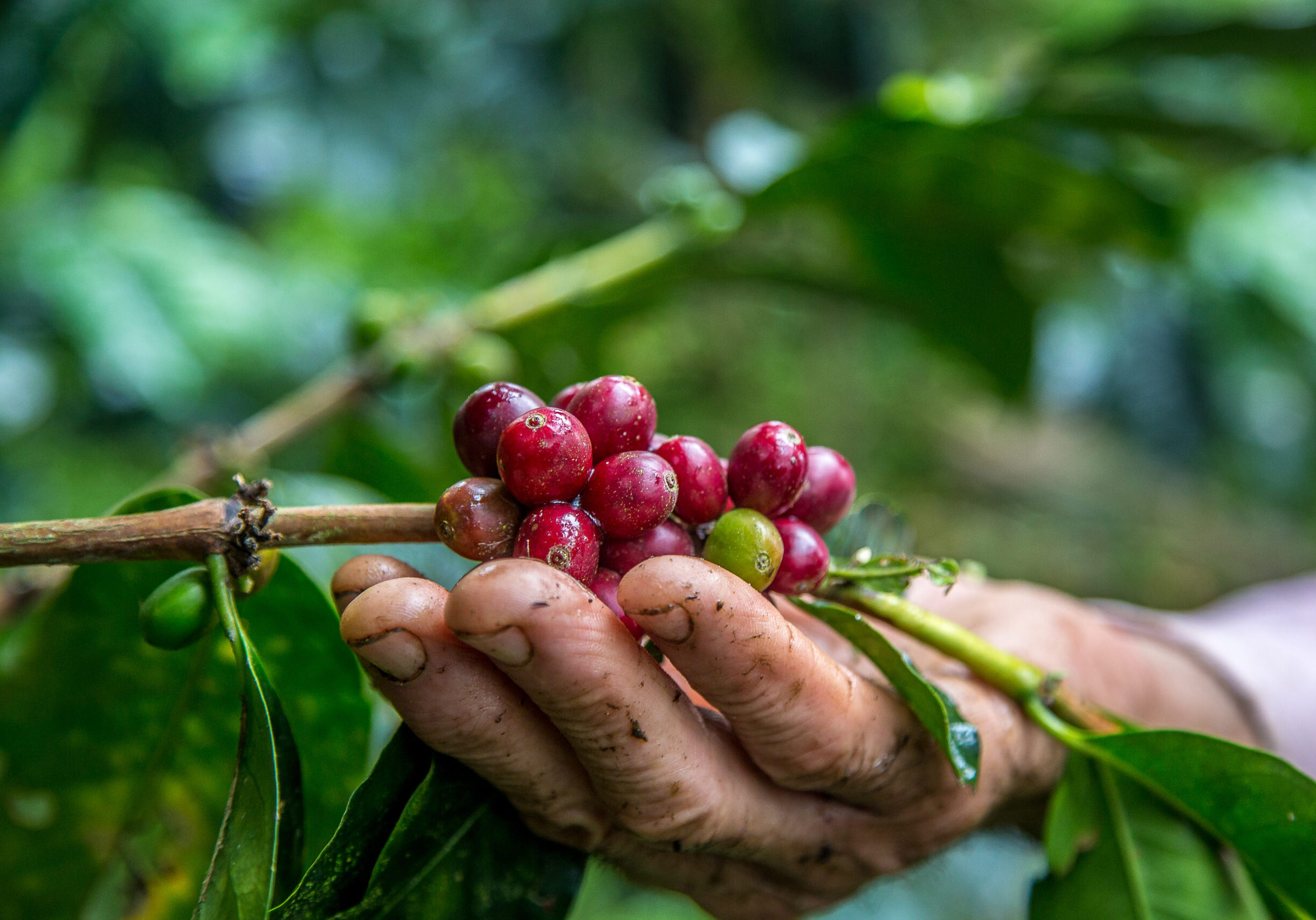 A closeup shot of male hand picking cherry red coffee beans on the tree